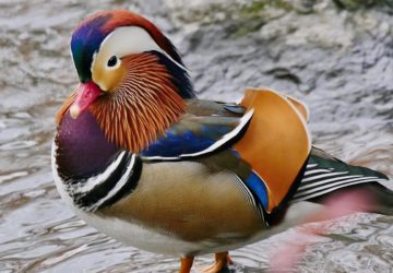 The mandarin duck, one of NYC's famous animals