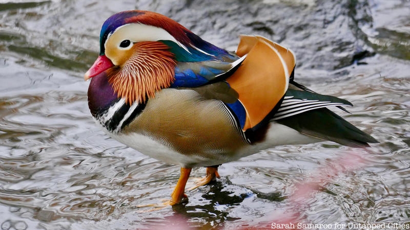 Mandarin duck, one of NYC's famous animals