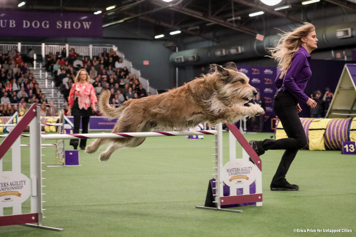 dog agility shows 2019