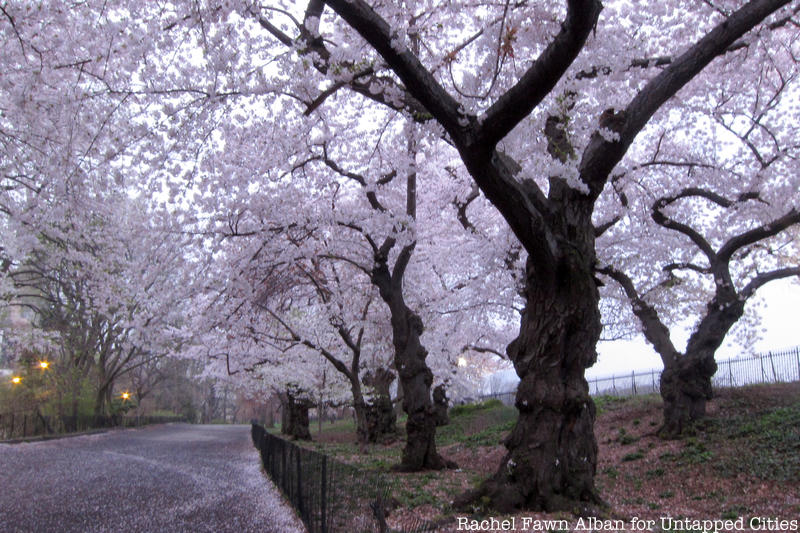 cherry blossom trees in Central park