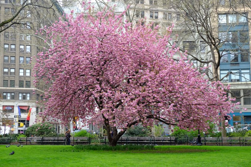 cherry blossom tree at Madison Square Park