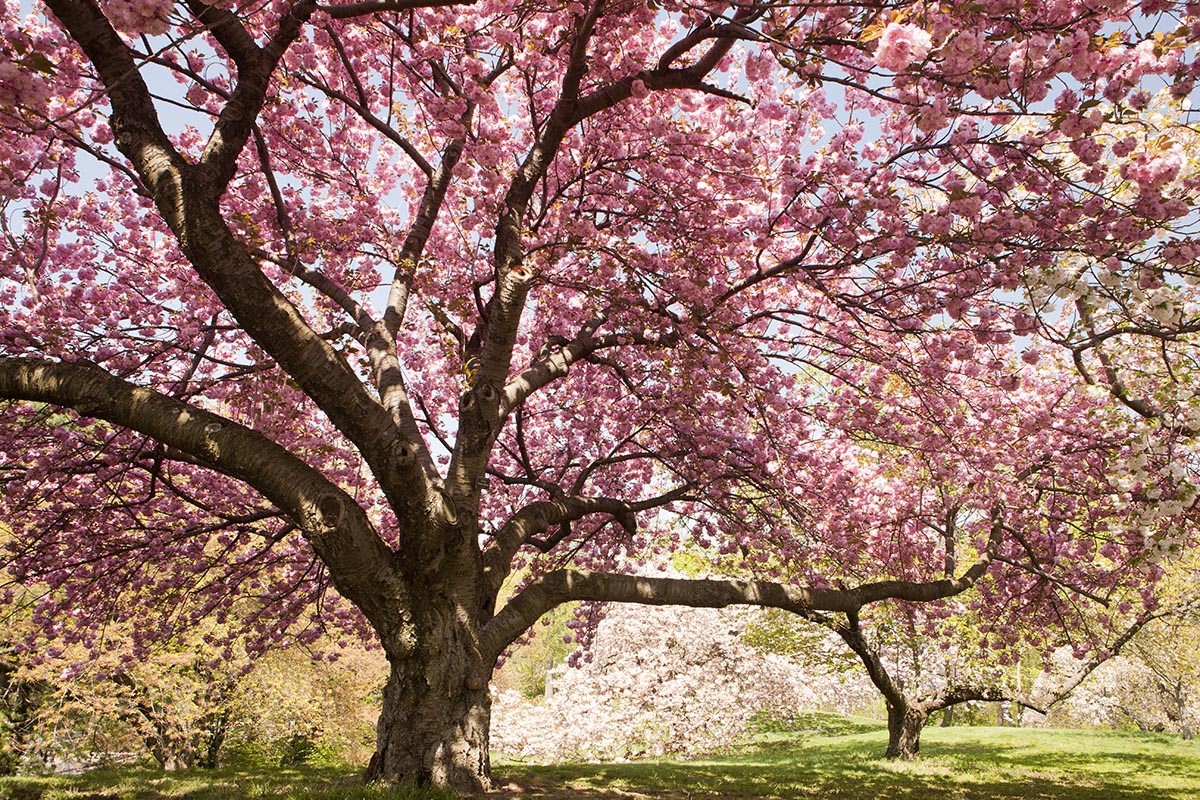 15 Places To View Cherry Blossom Trees In Nyc Untapped New York