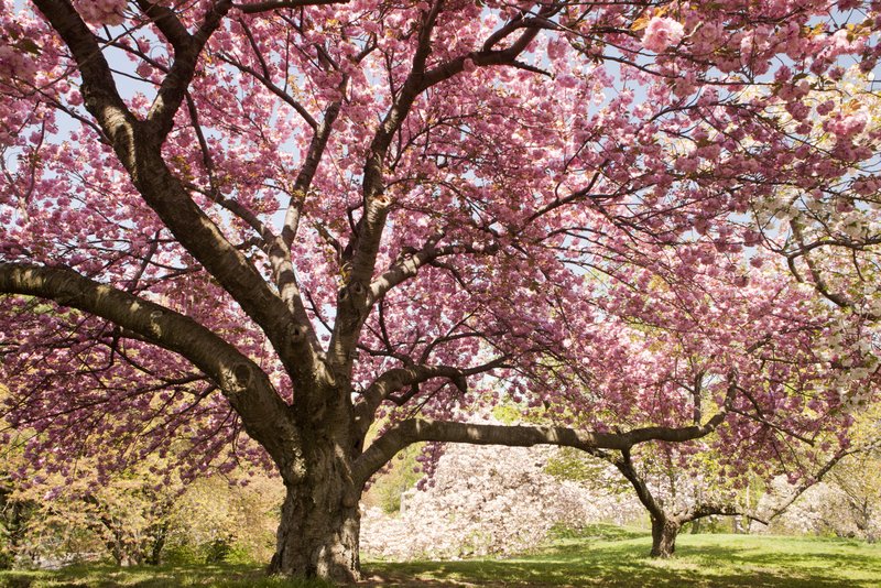 cherry blossom trees in New York Botanical Garden
