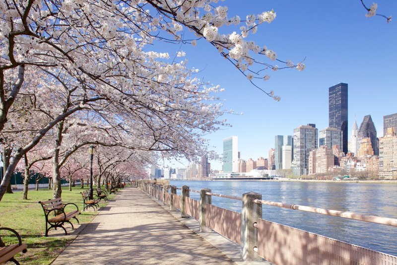 cherry blossom trees on Roosevelt Island