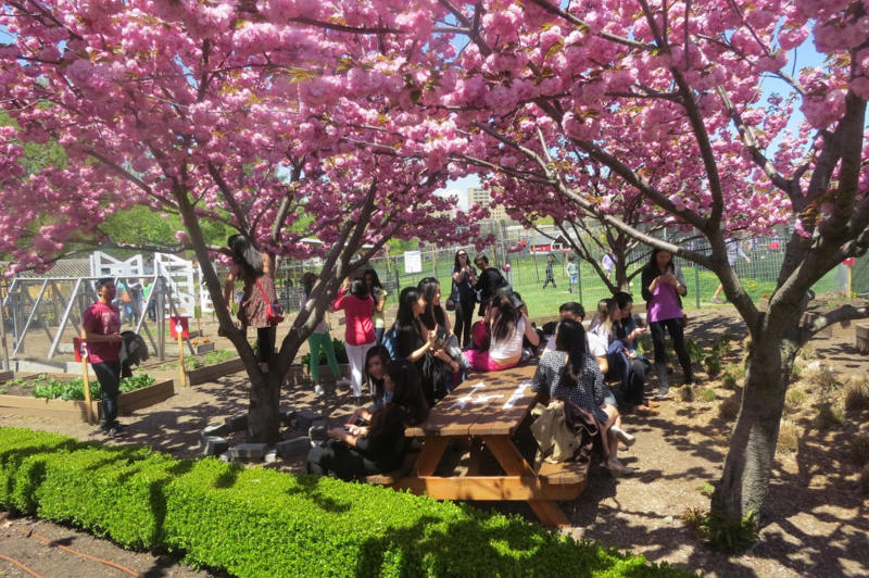 cherry blossom trees on Randall's Island