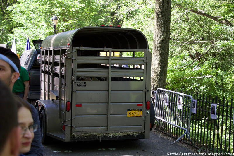 Photos: A Herd of Hungry Goats Turns NYC's Riverside Park ...