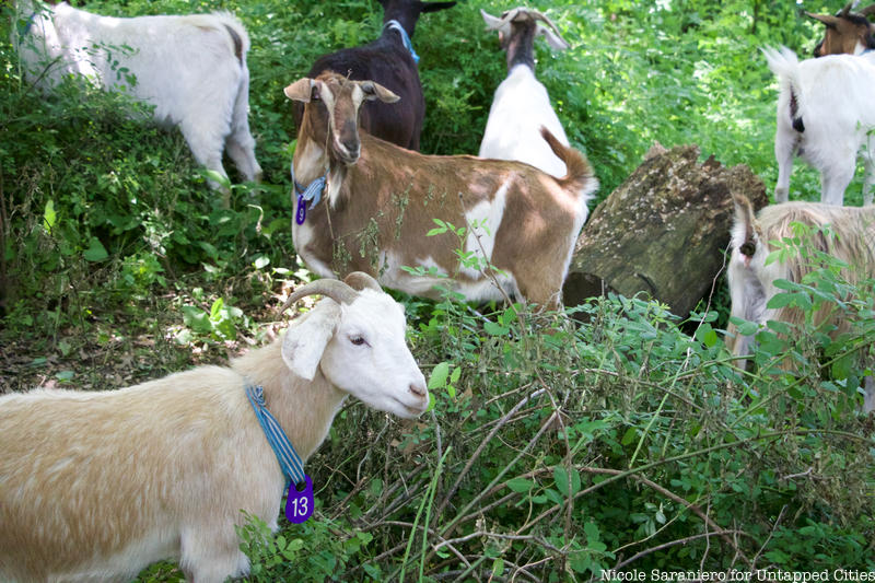 Goats in Prospect Park