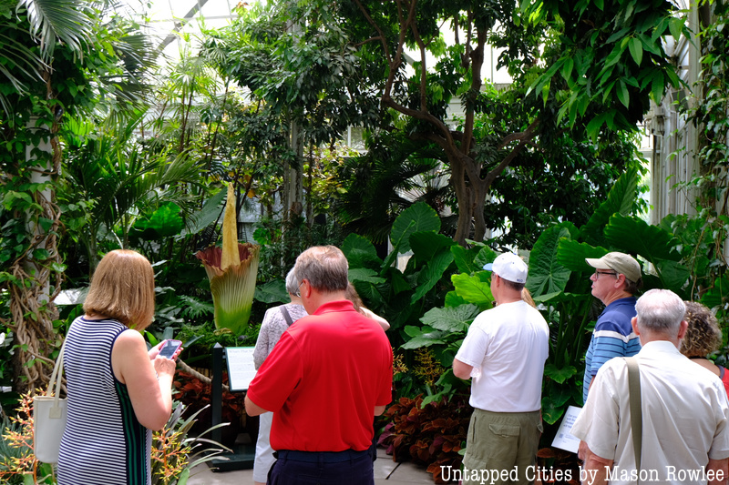 People standing in front of the corpse flower