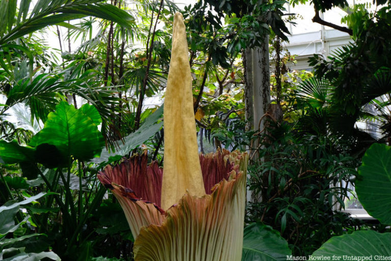 The New York Botanical Garden's Smelly Corpse Flower Has Bloomed ...