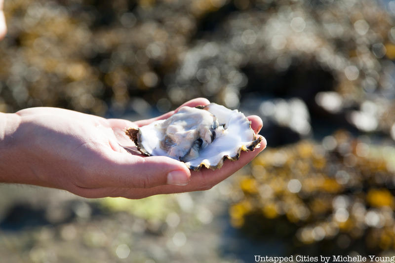 Oyster in a hand