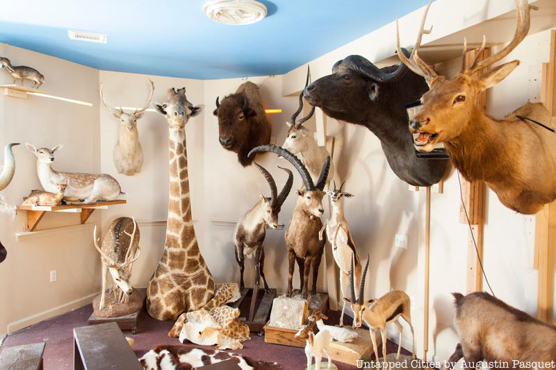 Inside Torah Animal World, NYC's Museum Filled with Taxidermy Creatures -  Untapped New York