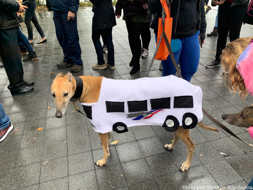 Dog in Greyhound bus costume