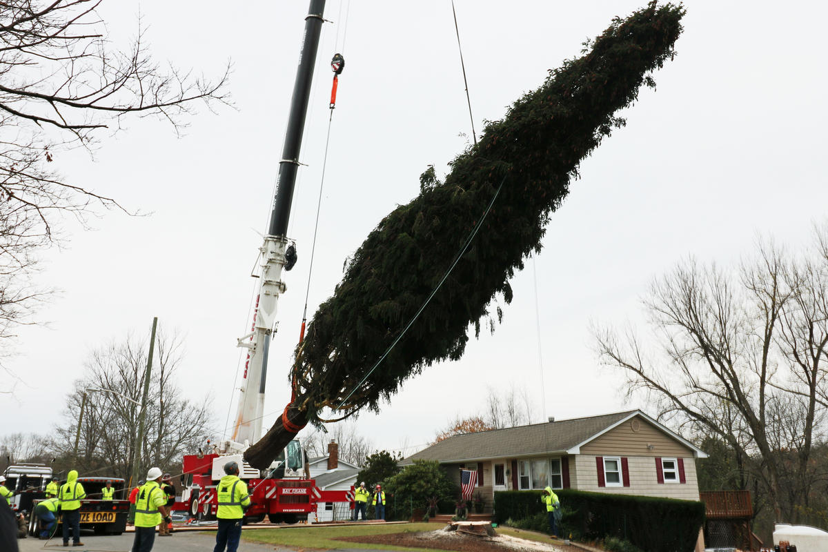 Photos Rockefeller Center Christmas Tree is Cut and En Route to NYC