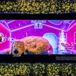 Macy's holiday windows theme Believe in the Wonder for 2019