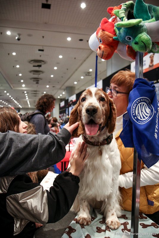 Photos Meet the Dogs and Cats of the American Kennel Club’s Meet the