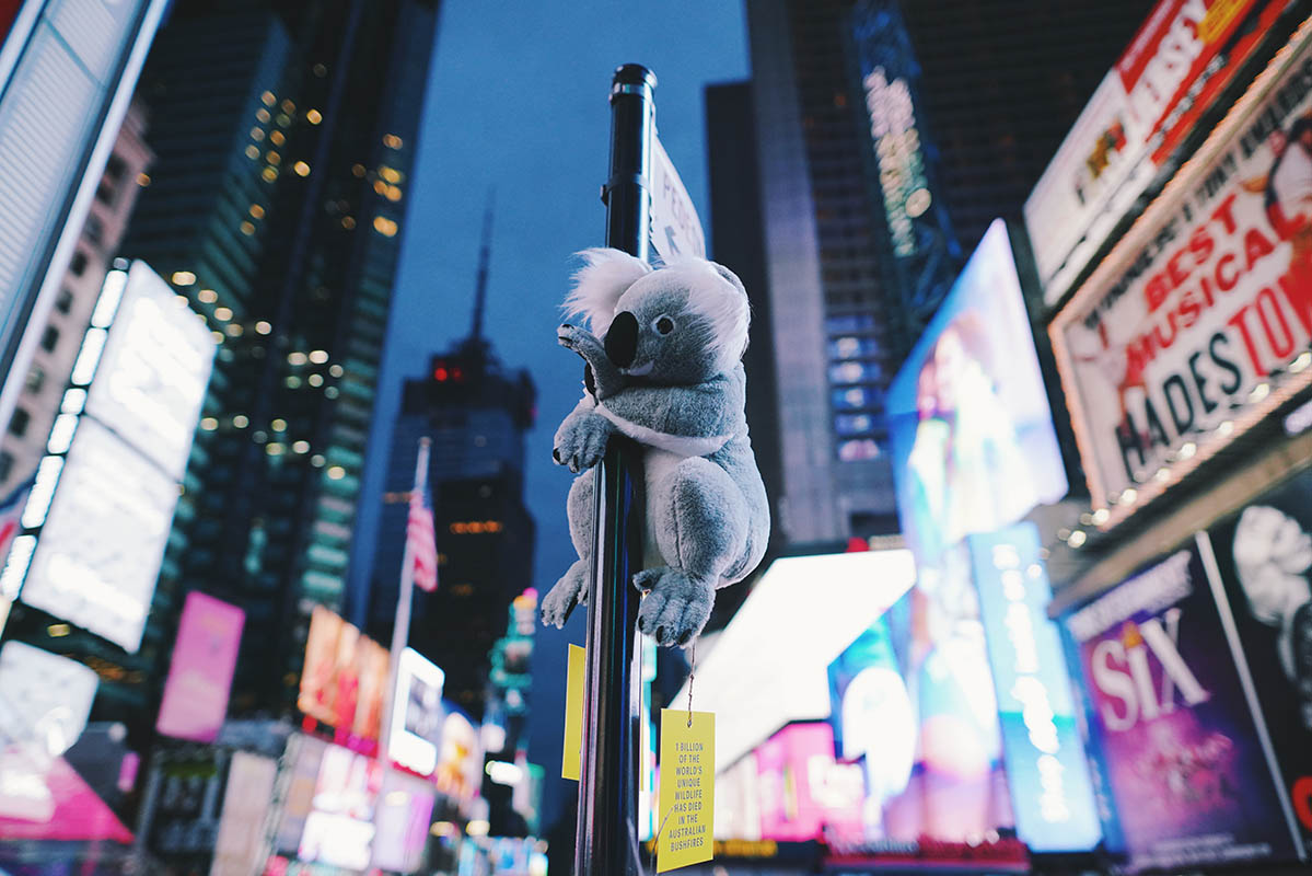 Koalas of NYC in Times Square