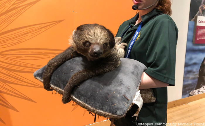 Roger the Sloth at the Brooklyn Children's Museum