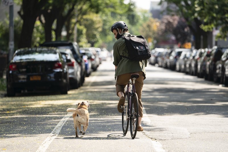 The Guy biking with his dog