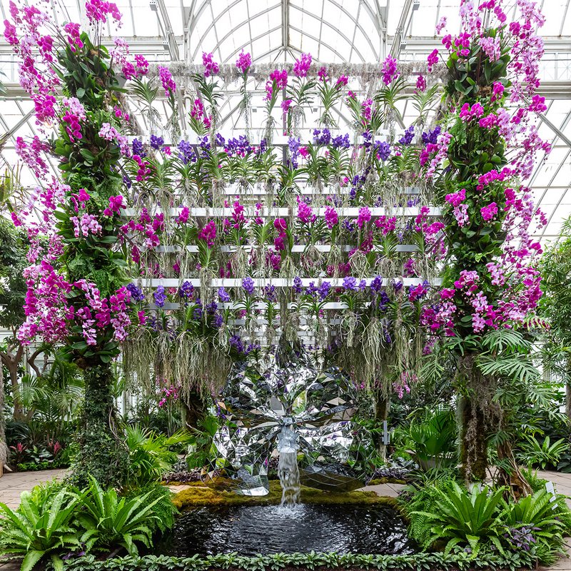 2020 Orchid Show, orchids hanging from structure