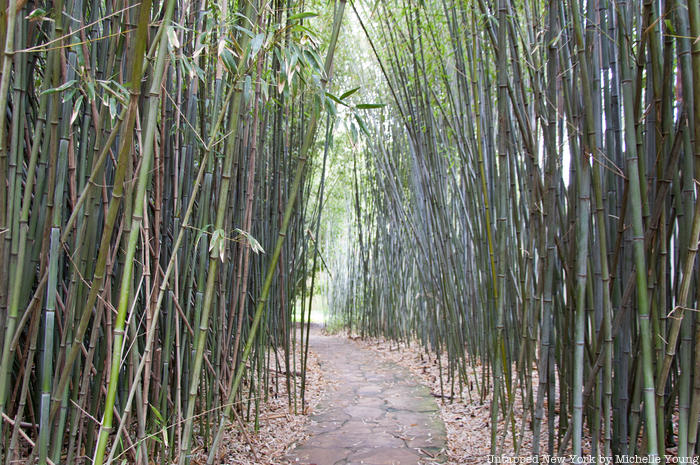 Bamboo forest at Chinese Scholars Garden