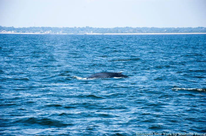 Whale breaching with South Beach in the distance