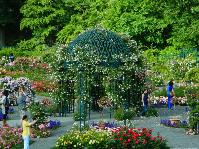 New York Botanical Garden rose garden
