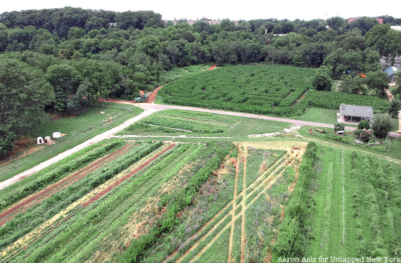 Cover Crop aerial at Queens County farm 