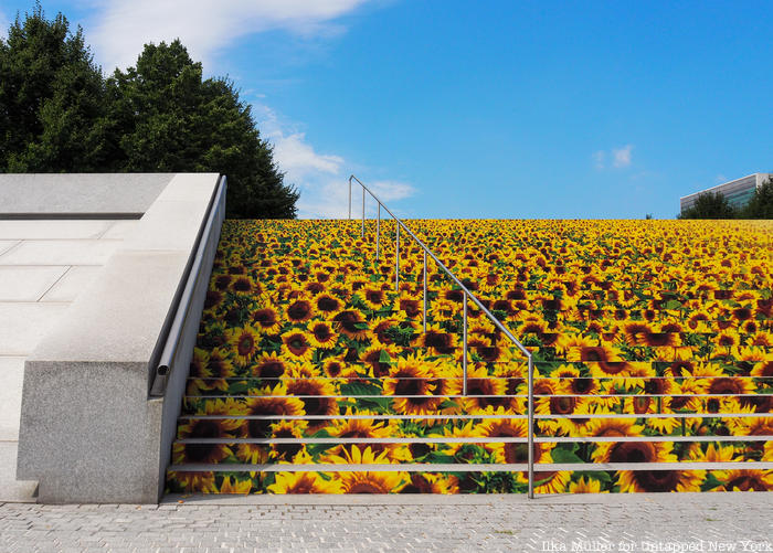 Staircase railing and sunflower field at Four Freedoms Park