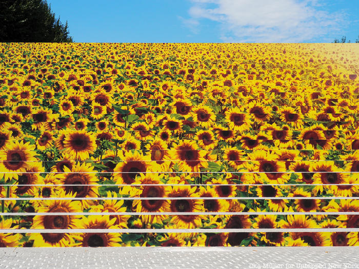Closeup of Sunflower Field Staircase