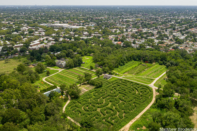 Queens County Farm aerial of Sunflower maze