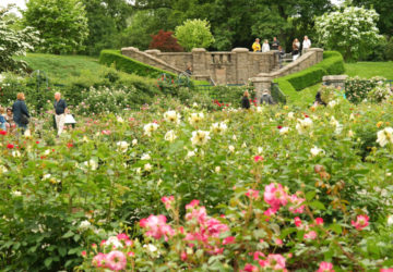New York botanical garden rose garden
