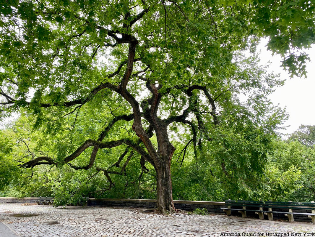 American Elm in Central Park
