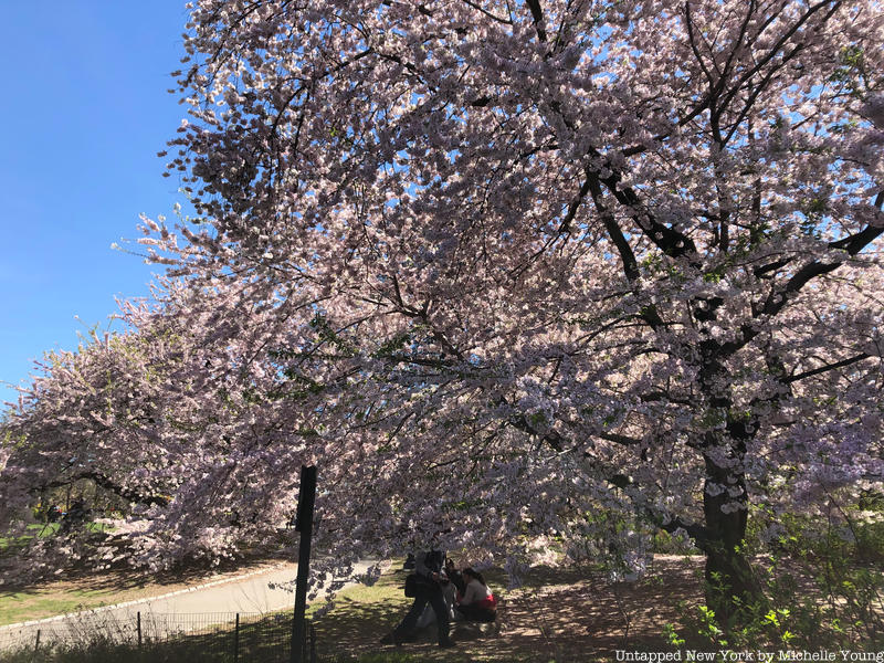 Cherry Trees in Central Park