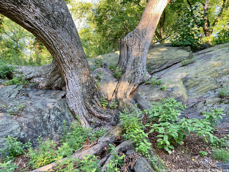 Detail of Elm on the Rocks in Central Park