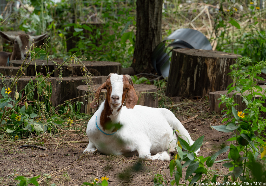 See the Cute Goats "Goatscaping" in Stuyvesant Cove Park ...
