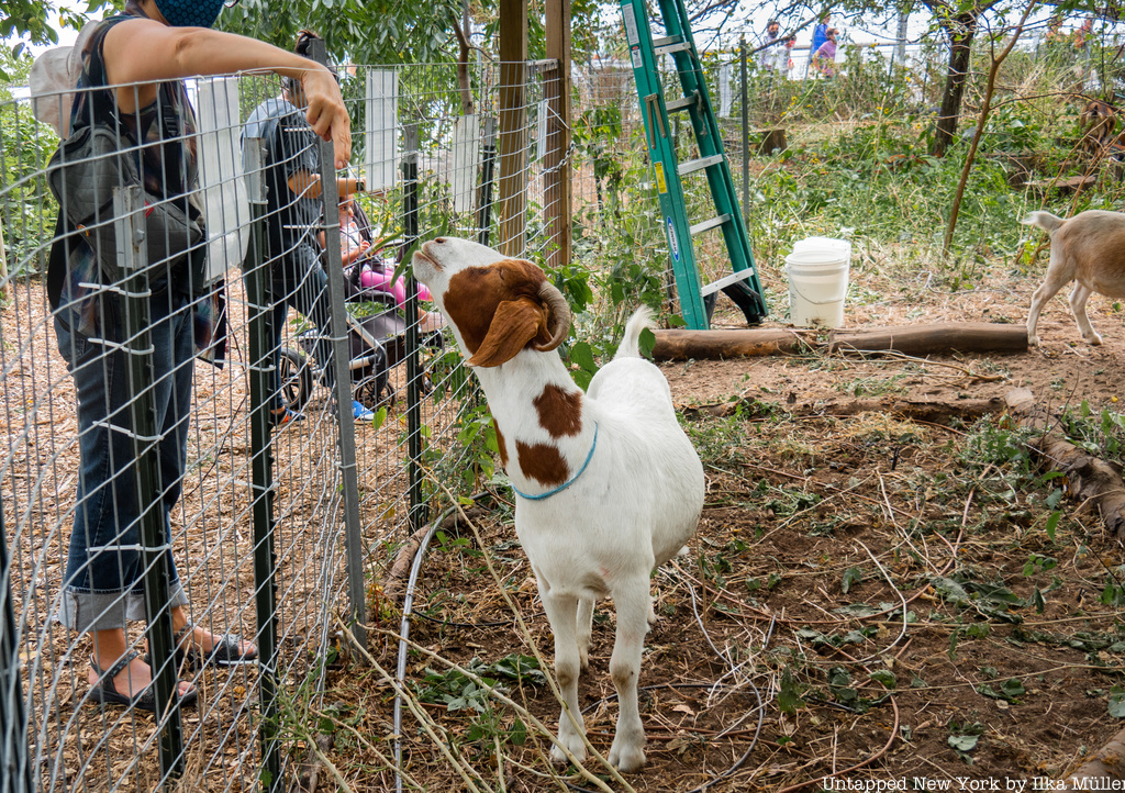 Goat greeting visitors in Stuyvesant Cove Park