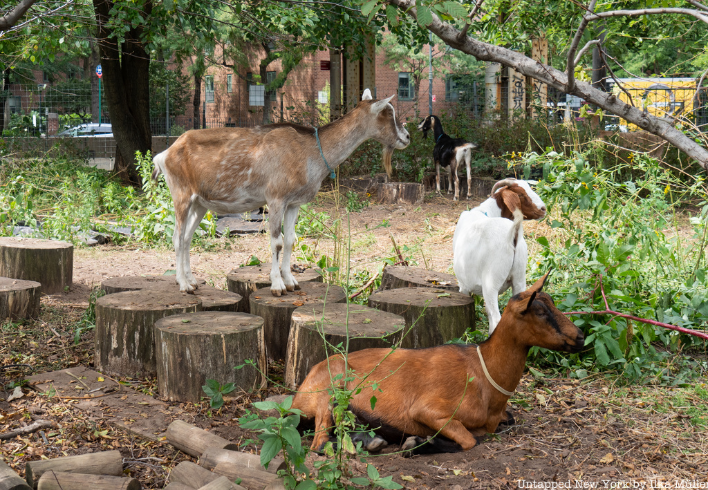 Goats in Stuyvesant Cove Park