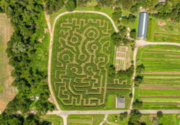 NYC corn maze
