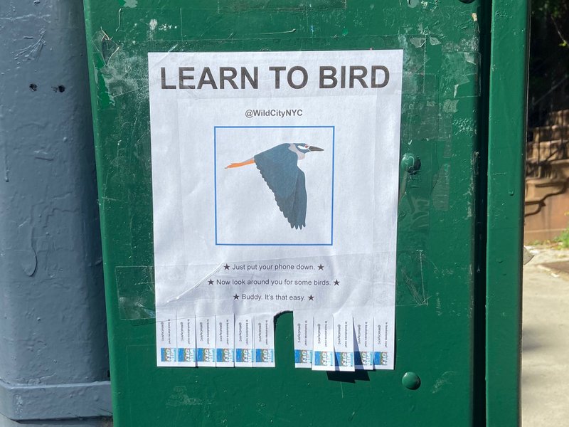Learn to Bird flyer