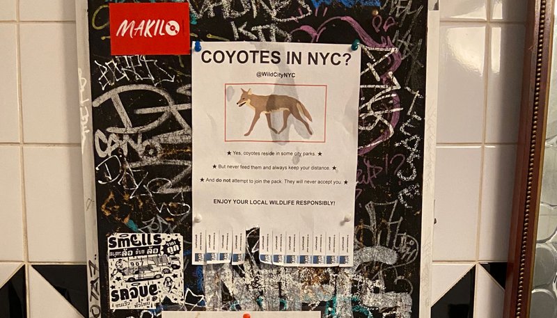 Coyote flyer