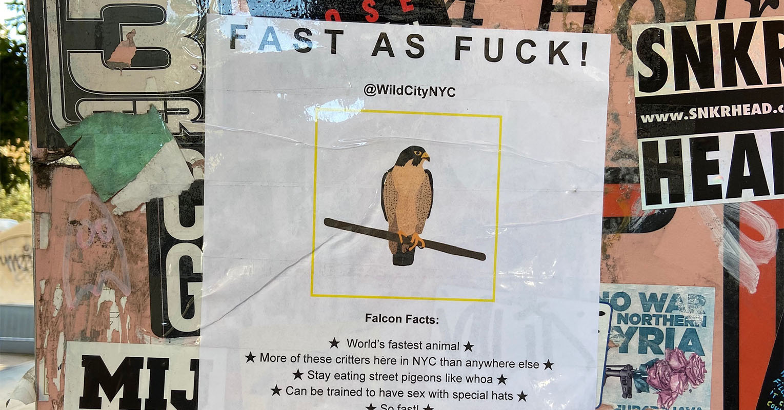 Falcon flyer
