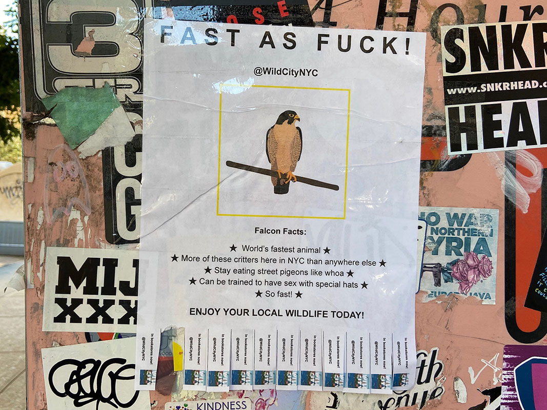 Falcon flyer