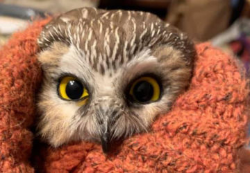 The tiny owl found inside the 2020 Rockefeller Center Christmas tree