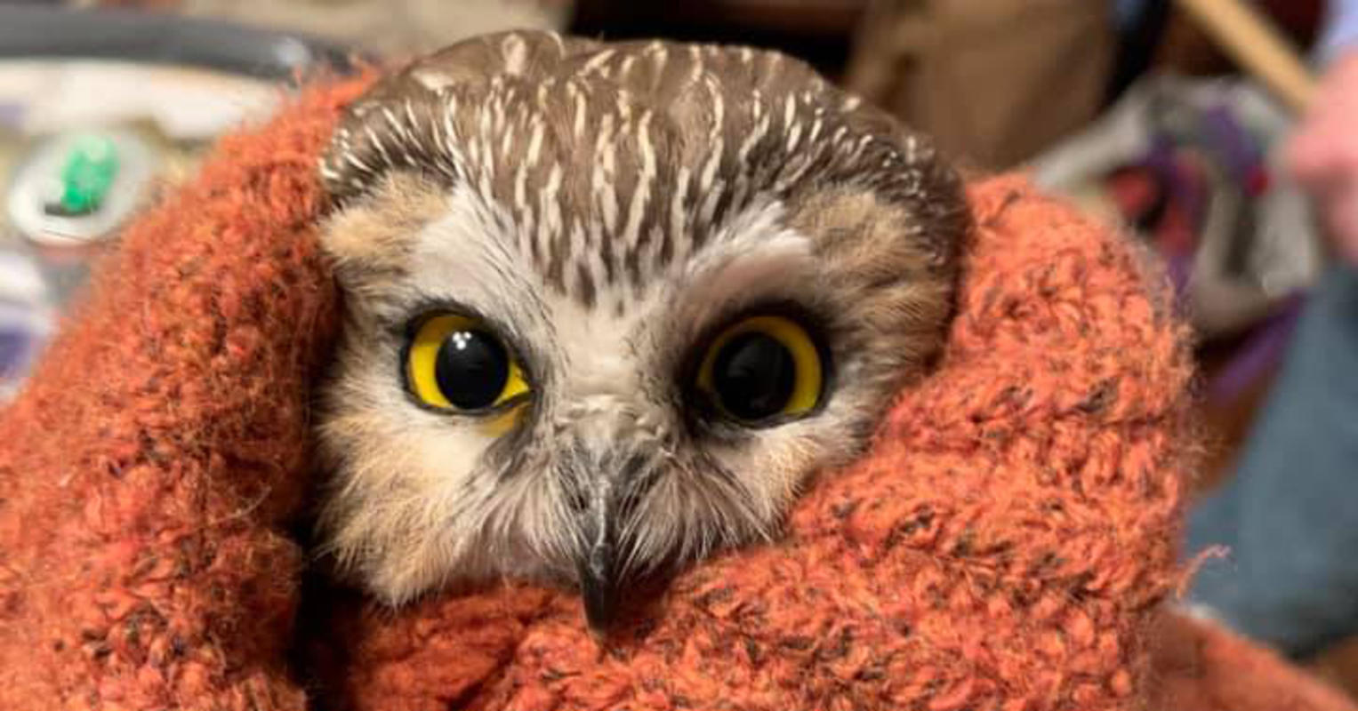 The tiny owl found inside the 2020 Rockefeller Center Christmas tree