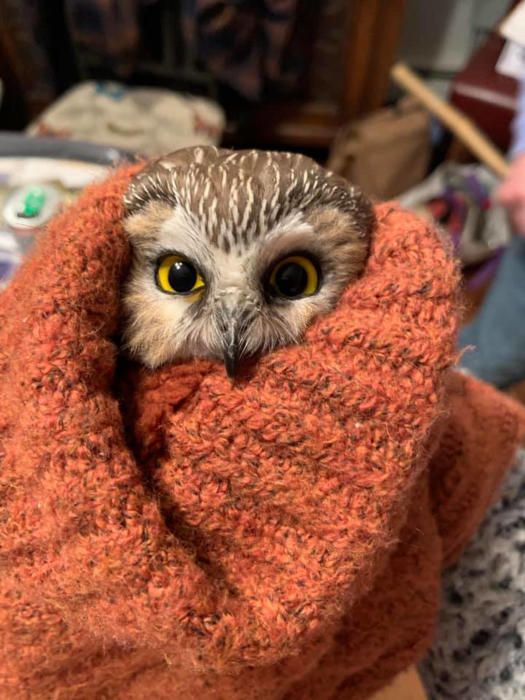 Little Rockefeller the Owl