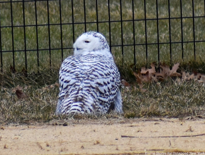 Snowy owl in Central Park ballfields