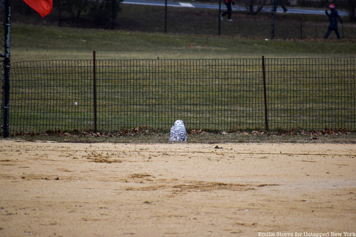Snowy owl in North Meadow ballfields