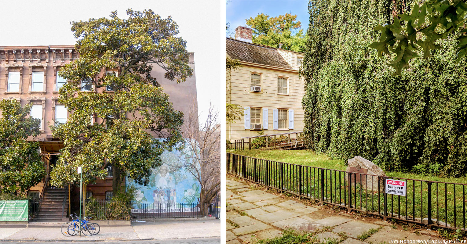 landmarked trees in NYC: magnolia grandiflora and weeping beech tree