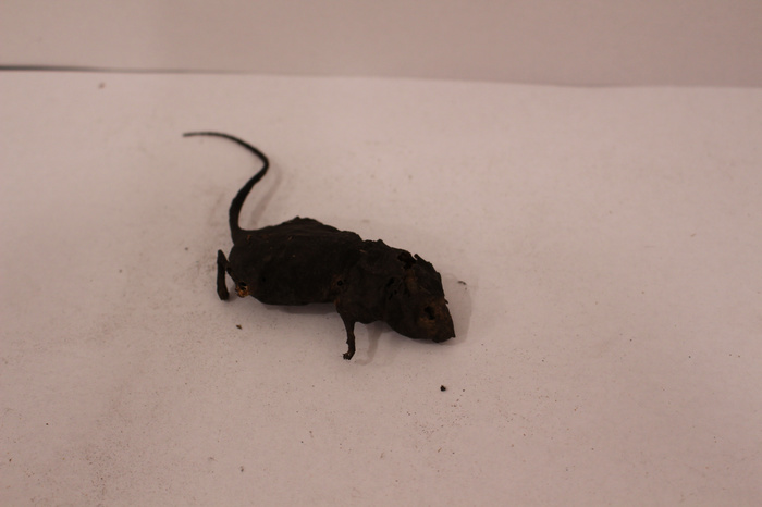 A mummified rat found at the Tenement Museum