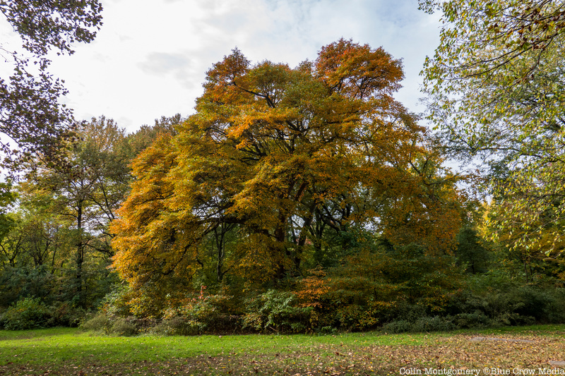 A Black Tupelo Tree in Central Park